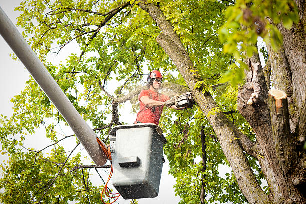 Zapata, TX Tree Service Company